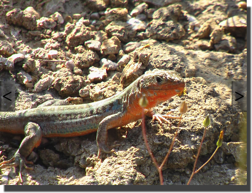 Podarcis peloponnesiacus